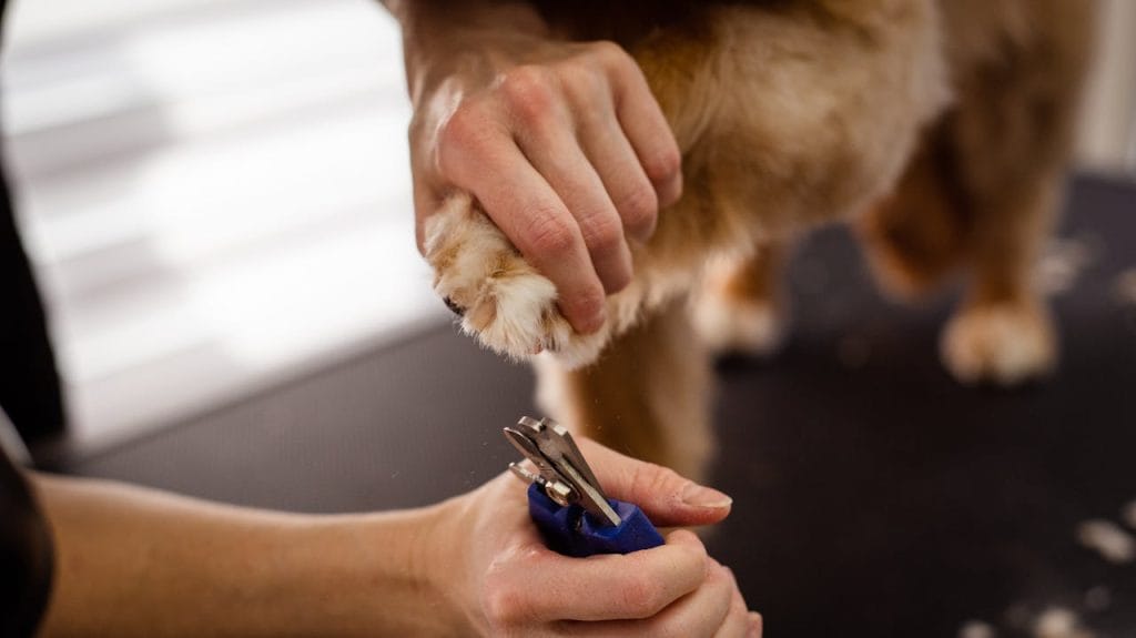 dog-groomer-trimming-dogs-nails-19145872 A close-up view of pet grooming focusing on a dogs paw being trimmed with special scissors, highlighting care and precision.