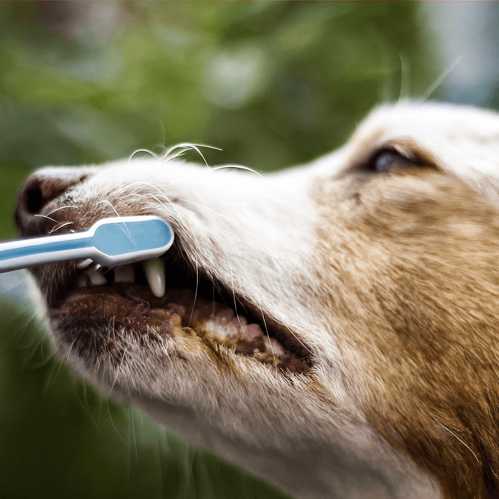 Dog Teeth Cleaning